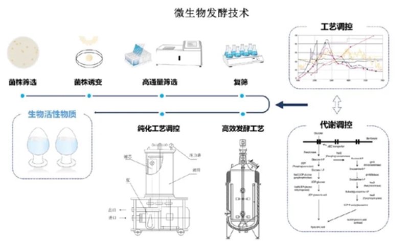 发酵技术:引领食品工业变革的新力量