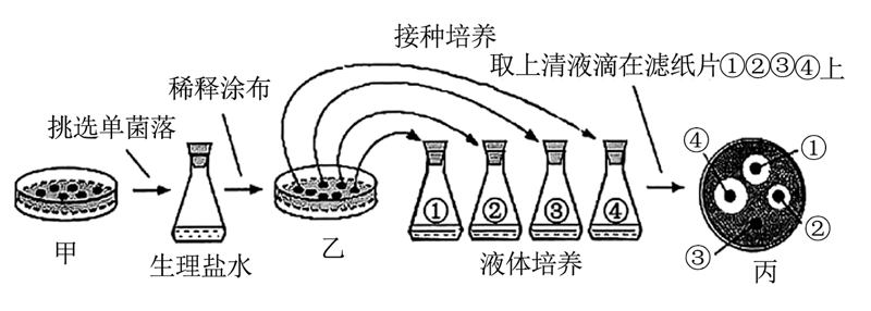 绿意盎然：生物有机肥在现代农业中的蓬勃发展